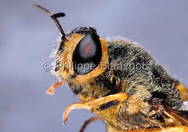 Stratiomys chamaeleon.JPG - Stratiomys chamaeleon (Portrait)Stratiomyie cameleonDipteraStratiomyidaeFrance